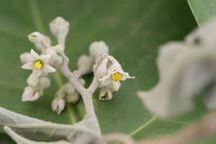 Solanum erianthum